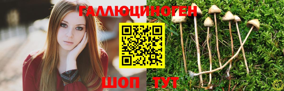 Псилоцибиновые грибы Psilocybine cubensis  Вход с VPN  Северск  Псилоцибиновые грибы мицелий 